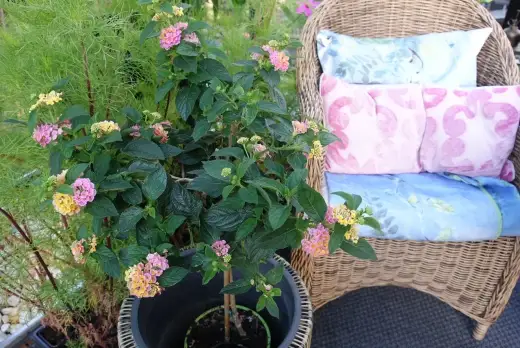 Eldkrona på stam - Så lyckas du med form och blomning
