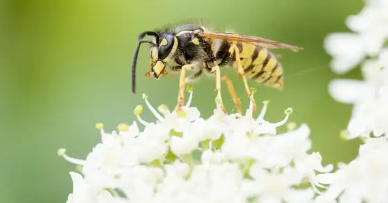 Getingdrottningens liv från vår till höst och vad du bör göra