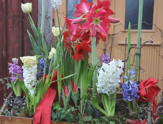 Plantera hyacinter ute – Så lyckas du varje år!