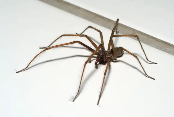 Mindre husspindel – Bli av med Tegenaria domestica i hemmet