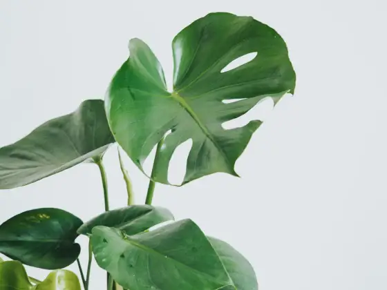 Är Monstera giftig? – Placering, symtom & första hjälpen