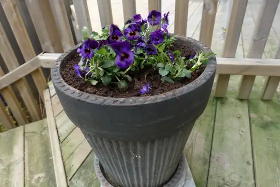 Penséer i kruka - Så får du dem att blomma länge!