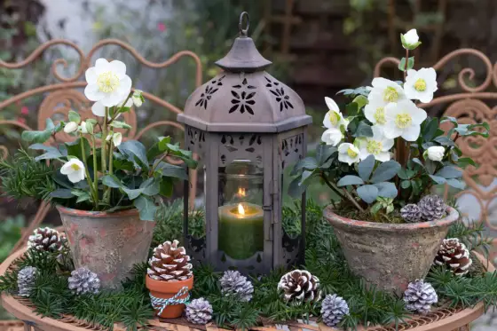 Julros - Så lyckas du i trädgården: Plantering & skötsel
