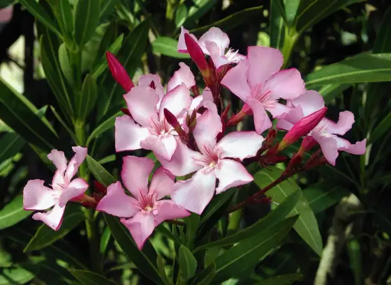 Oleander – Giftig skönhet? Säker hantering för hemmet