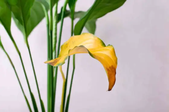 Fredskalla gula blad – Lös problemet snabbt!