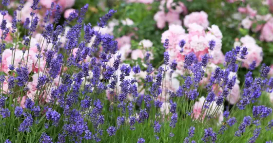 Så lyckas du med lavendel i kruka året runt