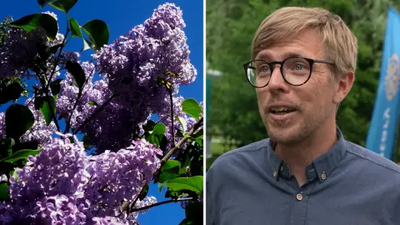 Är syren invasiv i Sverige? Så begränsar du spridningen