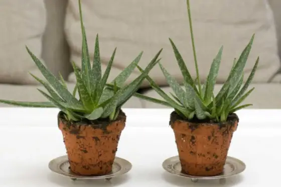 Aloe vera blommar sällan? Så får du den i kruka!