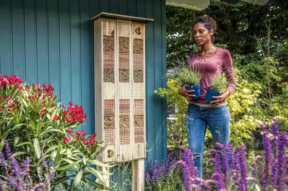 Bivänliga blommor - Bygg en trädgård som surrar av liv