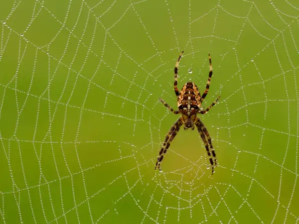 En spindel sitter i sitt nät täckt av daggdroppar. Vackra bilder på spindlar och deras spindelnät.