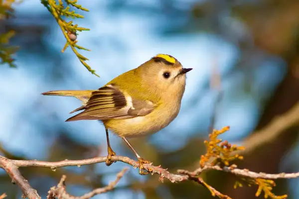 En liten guldhuvad kungsfågel, en av Sveriges minsta svenska småfåglar, sitter på en gren.