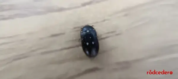 En liten svart larv med vita prickar kryper på en träyta.