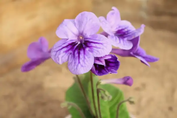 Vackra lila blommor av streptocarpus slokar med mörka streck på kronbladen.