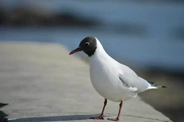 En liten grå fågel med svart huvud står på en stenbelagd yta vid vattnet.
