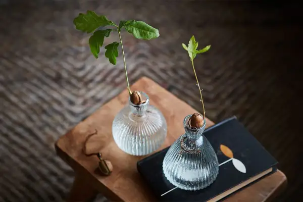 Två små ekplantor växer i glasvaser, ett vackert sätt att plantera ekollon och följa deras utveckling.