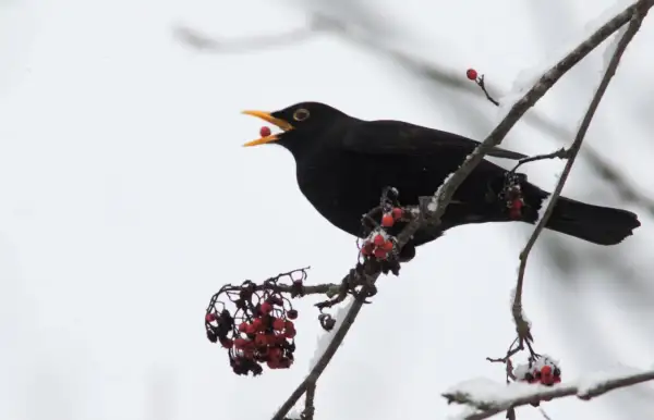 En koltrast sitter på en snötäckt gren och äter röda bär.