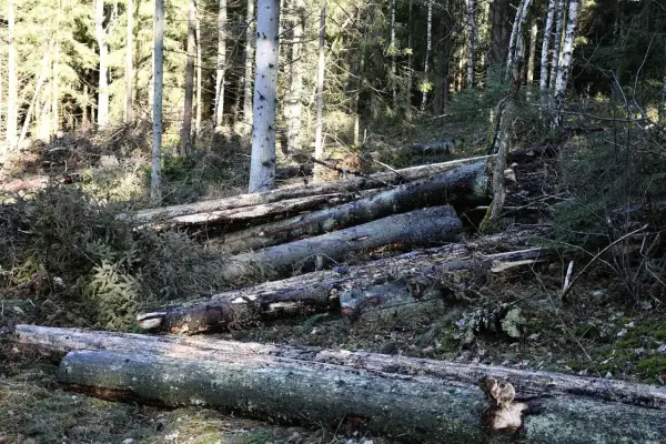 Fällda granar ligger i skogen, spår av granbarkborre syns på veden.
