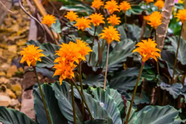 Ett kluster av lysande orange blommor från en calathea crocata reser sig över mörkgröna, vågiga blad.