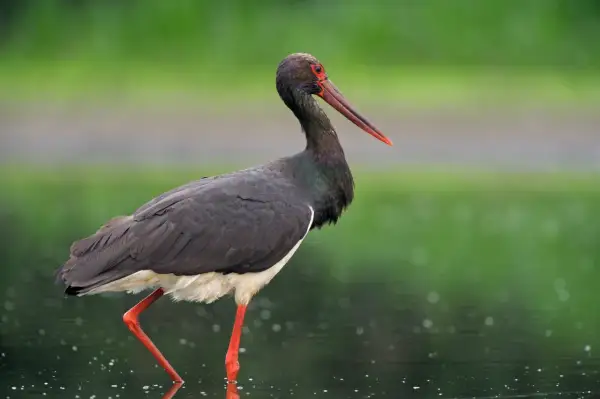 En svart stork med röda ben och ögon står i grunt vatten.