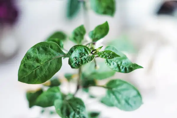 Närbild på en grön planta med små vita prickar på de klibbiga bladen.