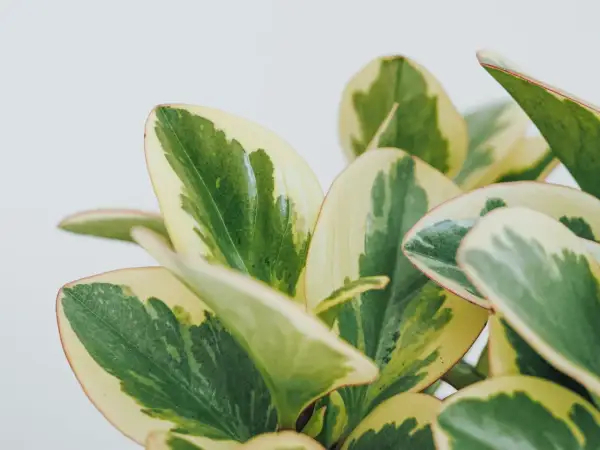 Närbild på en brokig peperomia med gröna och gulvita blad. En av många vackra peperomia sorter.