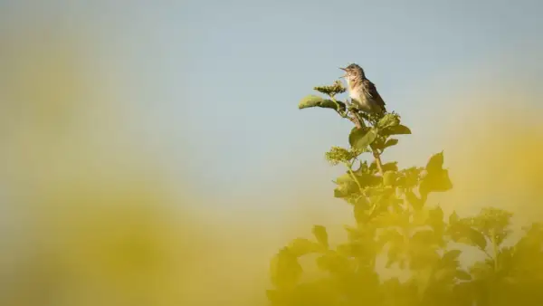En liten fågel sjunger på en gren bland gröna blad. En vacker vy av vårfåglar i Sverige.