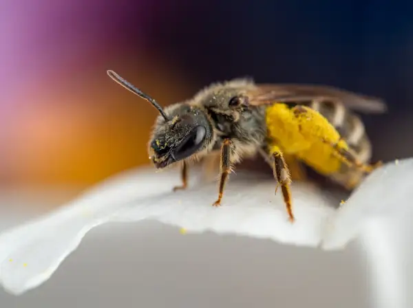 En gul fluga insekt med pollen på benen sitter på ett vitt kronblad.