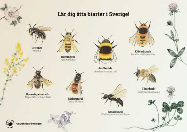 Illustrationer av åtta olika bin i Sverige: citronbi, honungsbi, jordhumla, klöverhumla, rosentapetserarbi, rödmurarbi, småsovarbi och vårsidenbi.