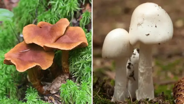 Två svampar i skogen, en brun och en vit. Den vita kan vara en giftig svamp i Sverige.
