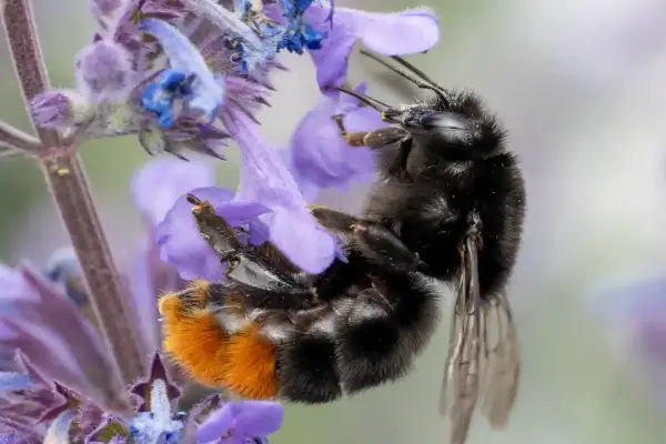 En humla med orange bakkropp samlar nektar från lila blommor. Intressanta fakta om bin.