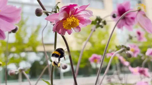 En humla flyger mot en rosa blomma, redo att samla nektar. En vacker scen av mata humlor på våren.