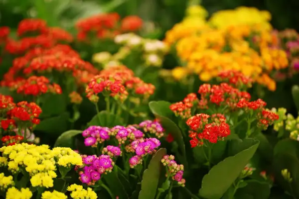 En blomstrande äng av kalanchoe blossfeldiana i gult, rosa och rött.