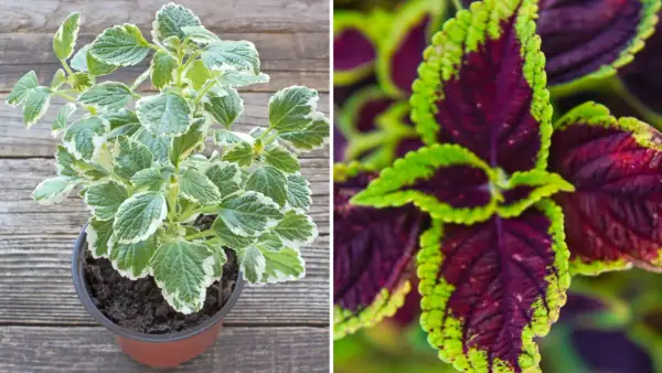 Två sorters palettblad: en i kruka med gröna och vita blad, och en närbild på mörklila blad med limegröna kanter.