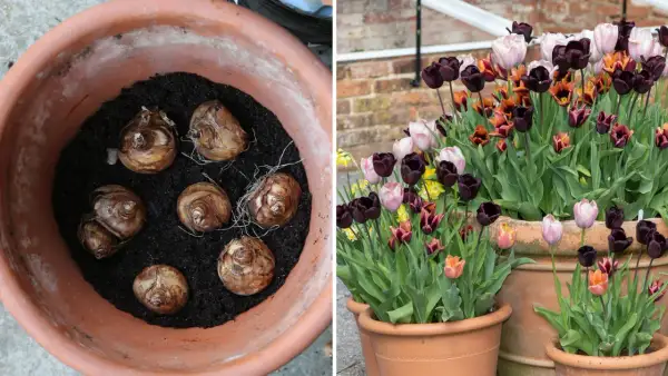 Lökarna ligger redo att planteras i en kruka, för att sedan blomma som en vacker tulpan i kruka.