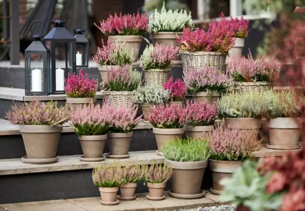 Vackra ljungplantor i krukor i olika nyanser av rosa, lila och vitt. Perfekt för att plantera ljung och skapa höststämning.