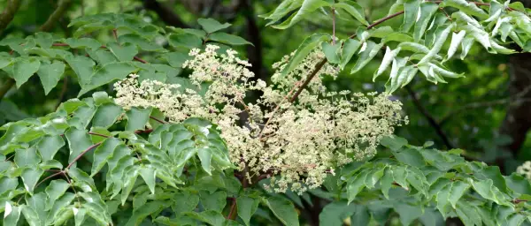 Gröna blad omger en klase av små, ljusa blommor. Aralia blomman visar sin skönhet i sommarsolen.