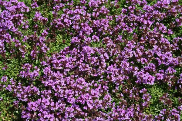 En matta av blommande backtimjan med små lila blommor och gröna blad.