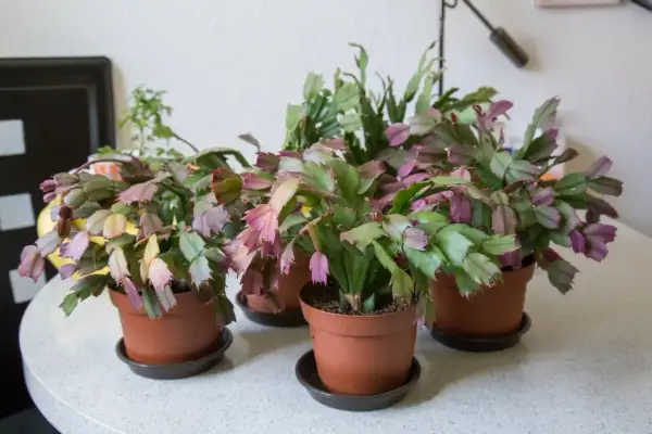 Flera novemberkaktusar i krukor, redo för omplantering. De har gröna och lila blad.