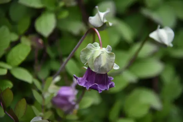 En lila klockranka i kruka hänger ner med sina klockformade blommor mot en bakgrund av gröna blad.