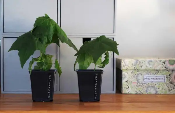 Två klockmalva sticklingar i svarta krukor, märkta "Klockmalva", står på ett träbord bredvid en blommig förvaringslåda.