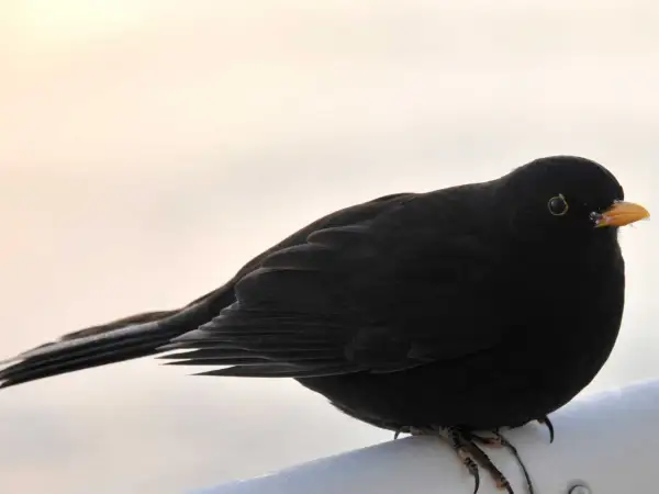 En koltrast, en vacker flyttfågel, sitter på en vit yta med en ljus bakgrund.
