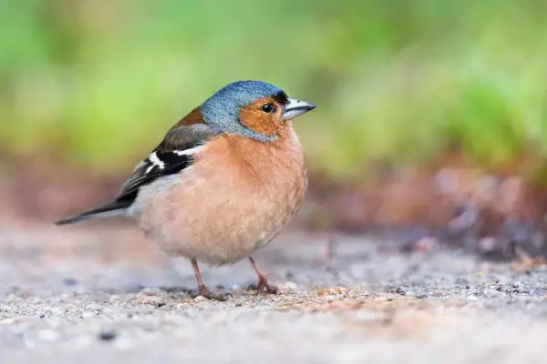 En skadad fågel, en fink, sitter på marken. Den har blågrått huvud, orange bröst och svarta vingband.