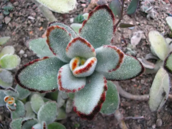 En fluffig kalanchoe utomhus med sammetslena blad och röda kanter.