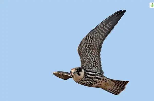 En falk underifrån med utbredda vingar mot en klarblå himmel. Dess fjädrar har ett mönster av mörka prickar och ränder.