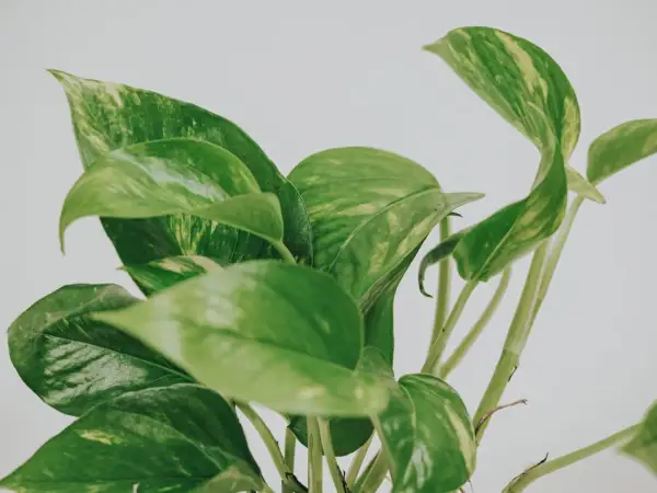 En närbild på en gullranka med sina karaktäristiska gröna blad med inslag av gula fläckar.