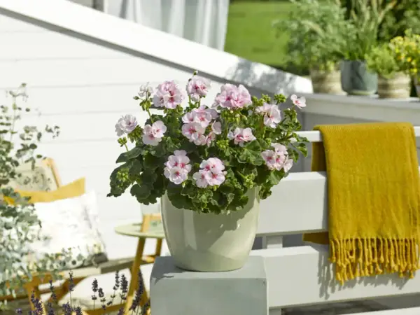 En kruka med årets pelargon Estelle, med sina ljuvliga ljusrosa blommor, står på en altan. En gul pläd hänger på räcket.